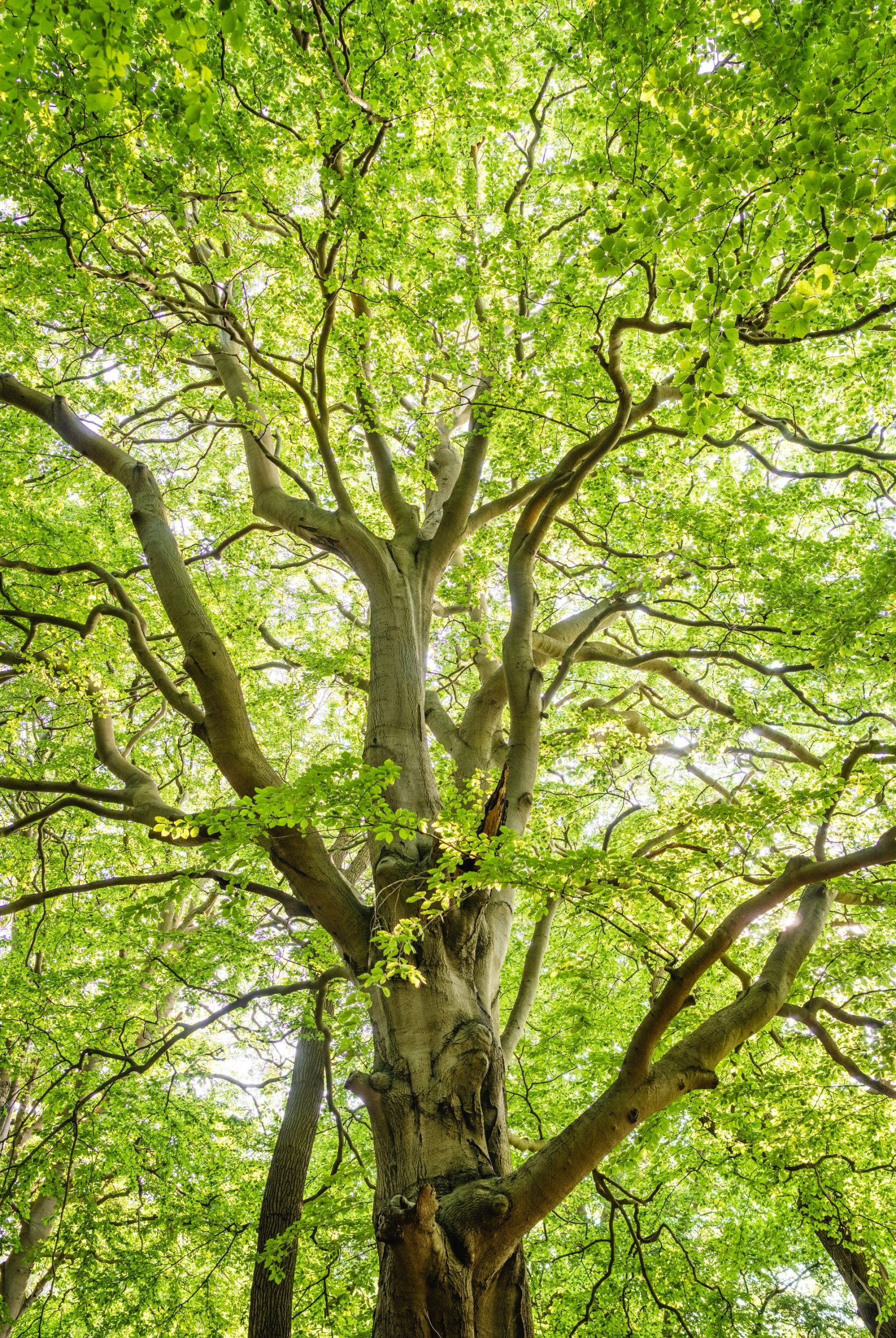 Baum
Foto von Felix Mittermeier: https://www.pexels.com/de-de/foto/low-angle-shot-fotografie-von-grunen-baumen-1459495/