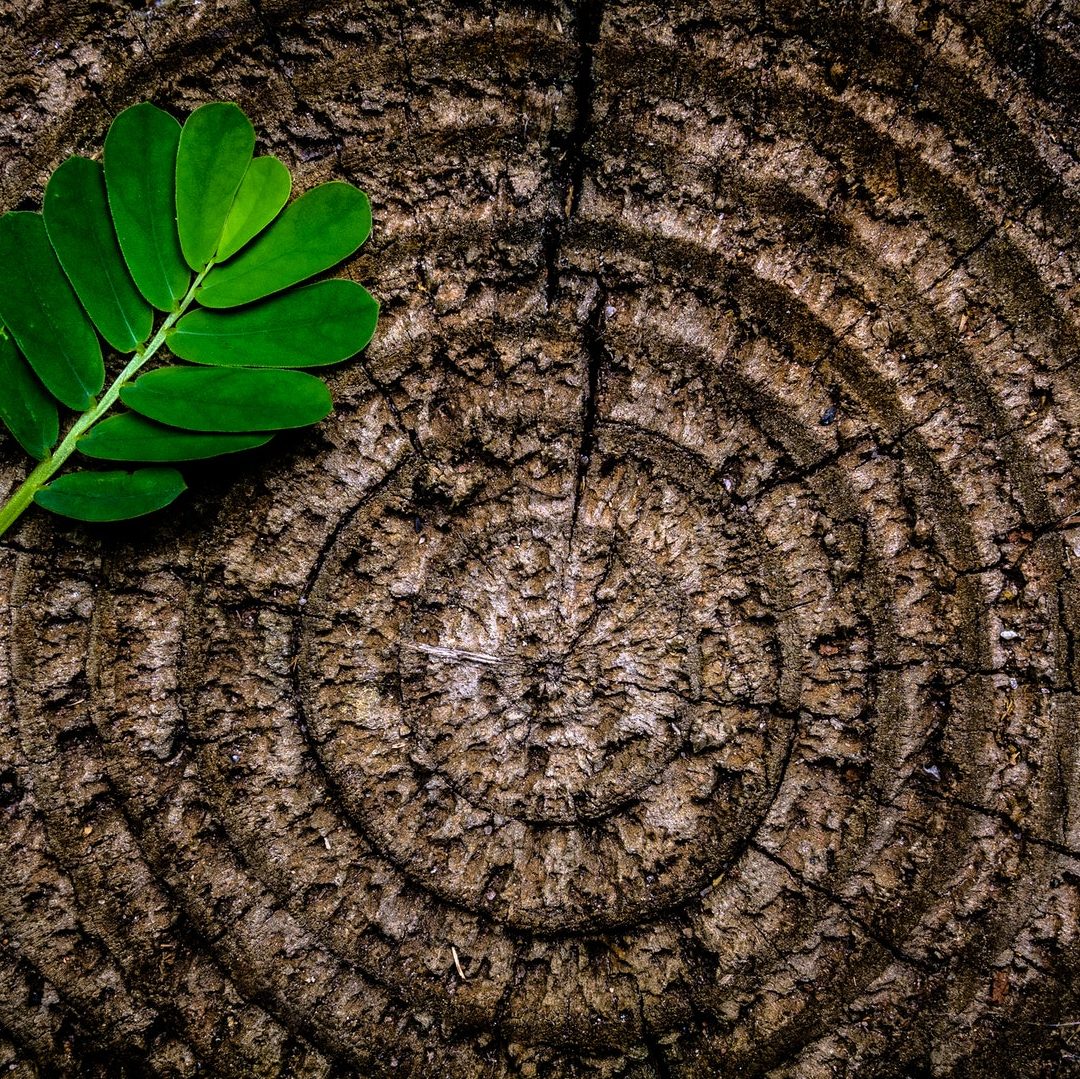 Grüne Blattpflanze Auf Braunem Holzstumpf
Foto von Joey Kyber: https://www.pexels.com/de-de/foto/grune-blattpflanze-auf-braunem-holzstumpf-129743/