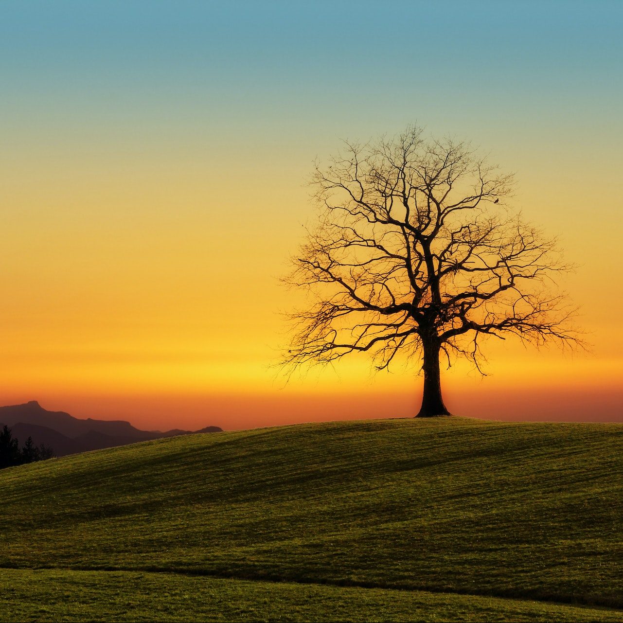 Blattloser Baum Auf Grasfeld
Foto von Johannes Plenio: https://www.pexels.com/de-de/foto/blattloser-baum-auf-grasfeld-1102909/