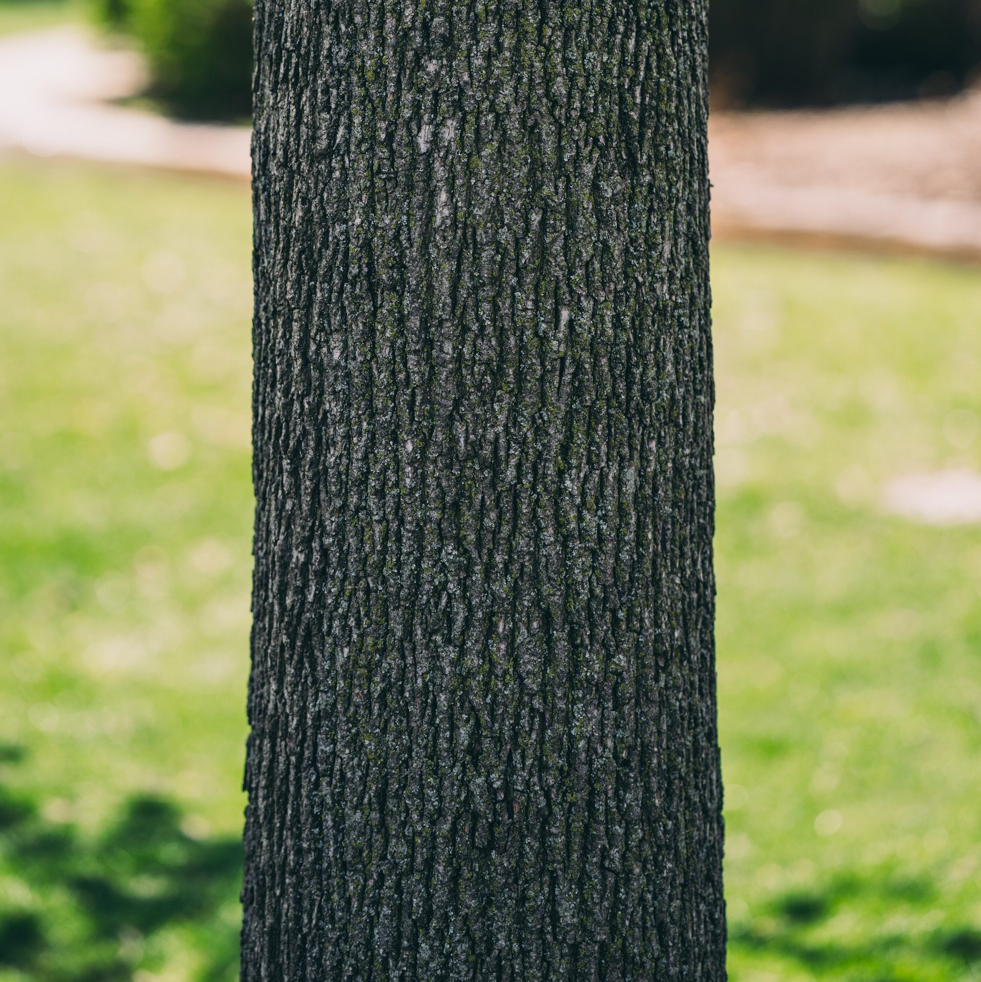 Foto Der Baumrinde
Foto von Ricardo Esquivel: https://www.pexels.com/de-de/foto/foto-der-baumrinde-2287952/